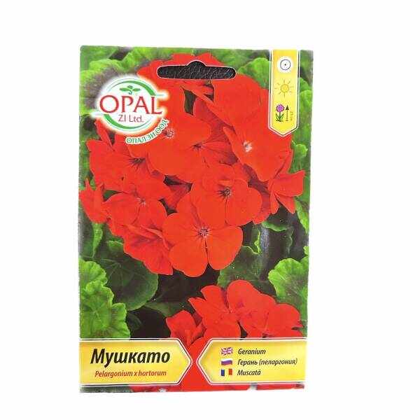 Seminte flori Muscata rosie, OpalZi Bulgaria